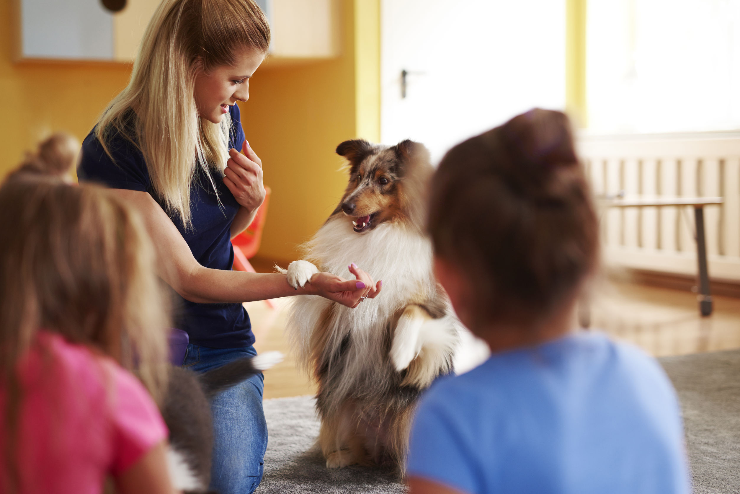 can you touch a service dog