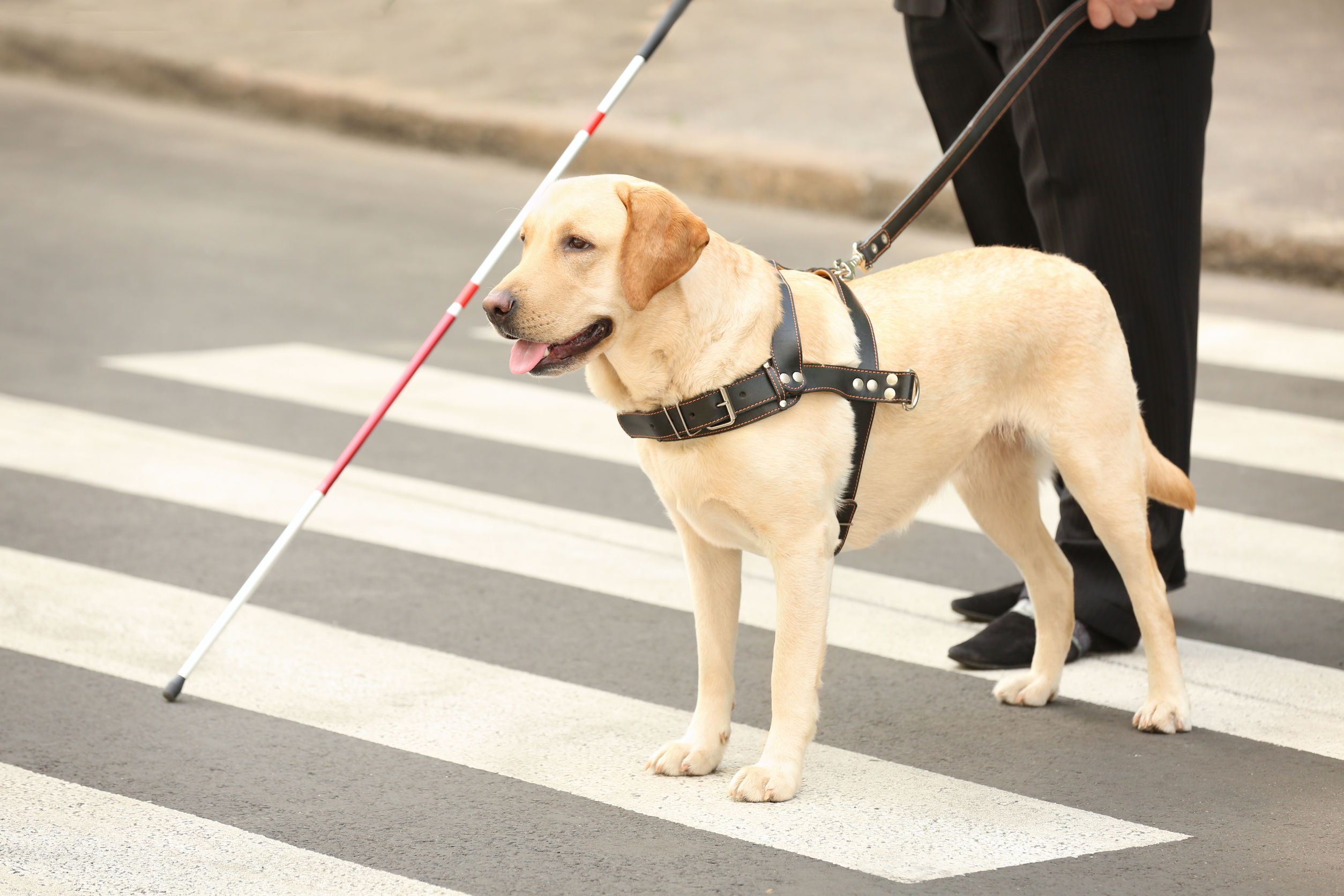 The Advantages of Registering Your Service Dog Online USA Service Dogs