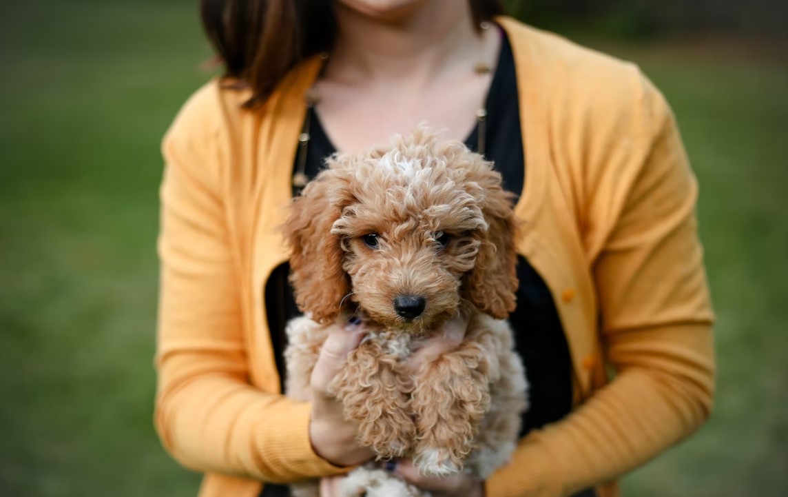 Goldendoodle emotional hot sale support dog